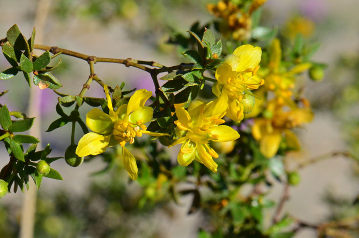 Creosote Bush has showy yellow solitary flowers and blooms heavily in the spring and sparsely again throughout the year. Larrea tridentata 